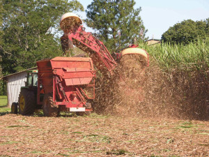 CaneHarvest